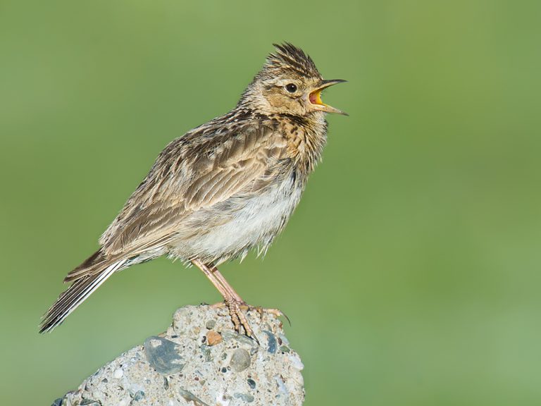 Oriental Skylark Shanghai Birding