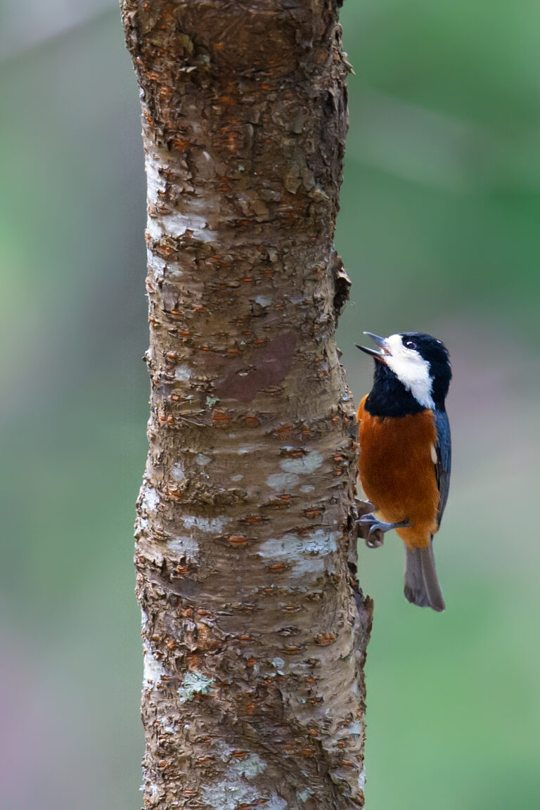 Chestnut Bellied Tit A Taiwan Endemic Shanghai Birding