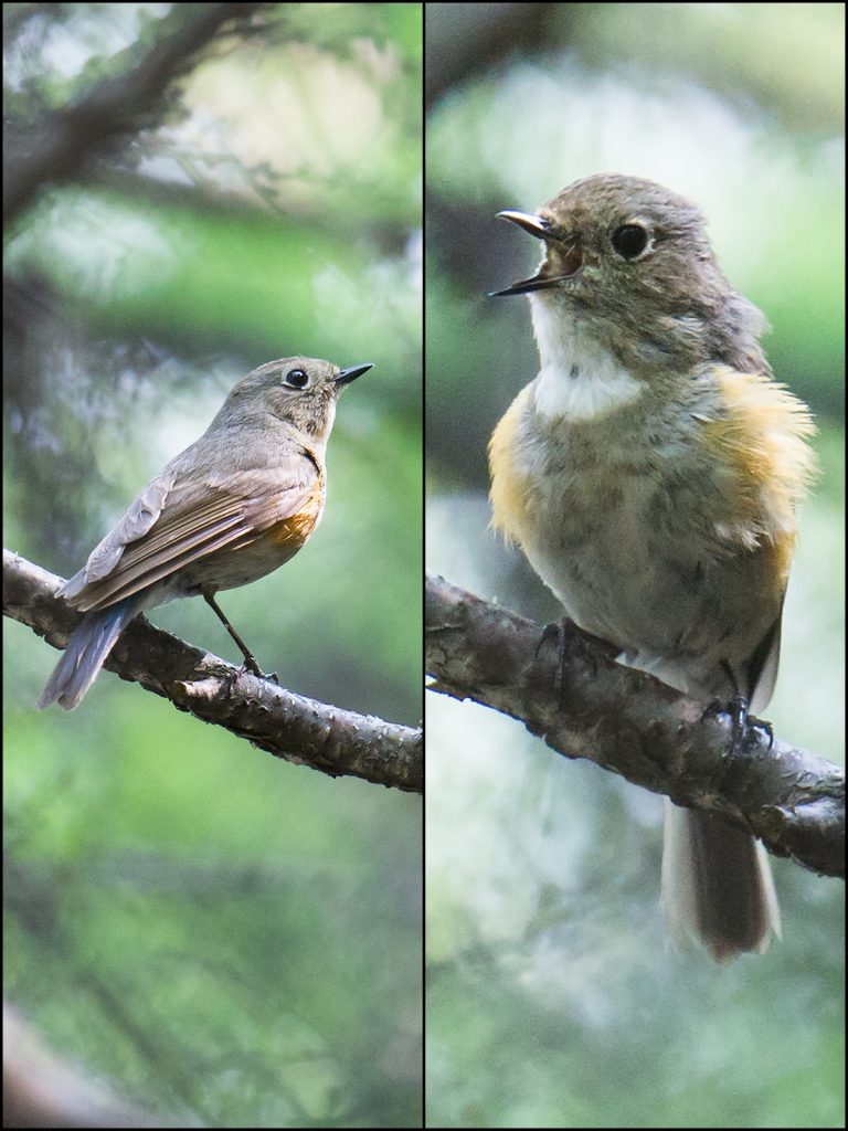 red flanked bluetail song