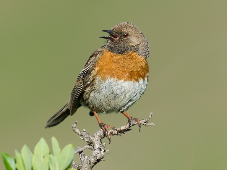 Robin Accentor ID & Photos - Shanghai Birding 上海观鸟