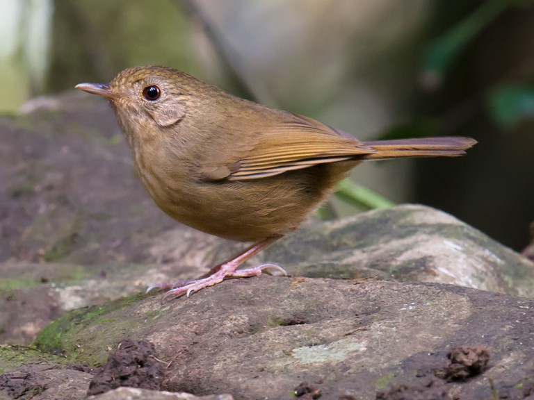 Buff-breasted Babbler - Shanghai Birding 上海观鸟