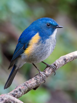 Himalayan Bluetail - Shanghai Birding 上海观鸟