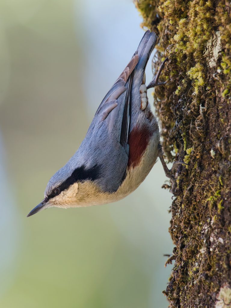 Chestnut-vented Nuthatch ID & Photos - Shanghai Birding 上海观鸟