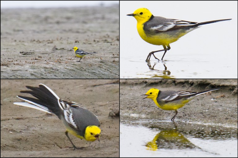 Citrine Wagtail In China Shanghai Birding 上海观鸟