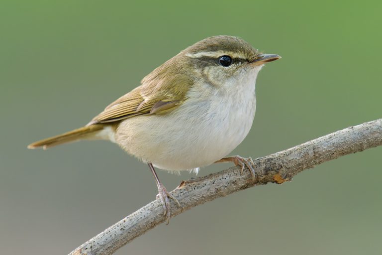 Sakhalin & Pale-legged Leaf Warbler, Singing Together - Shanghai ...