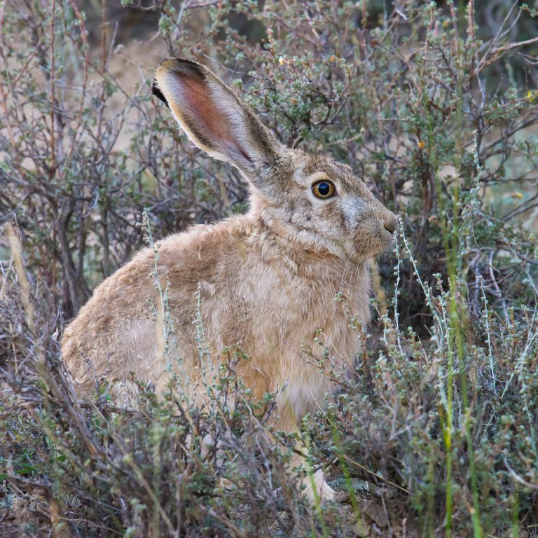 Woolly Hare Photos - Shanghai Birding 上海观鸟