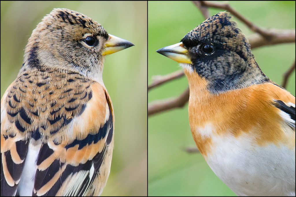 brambling hedgehog