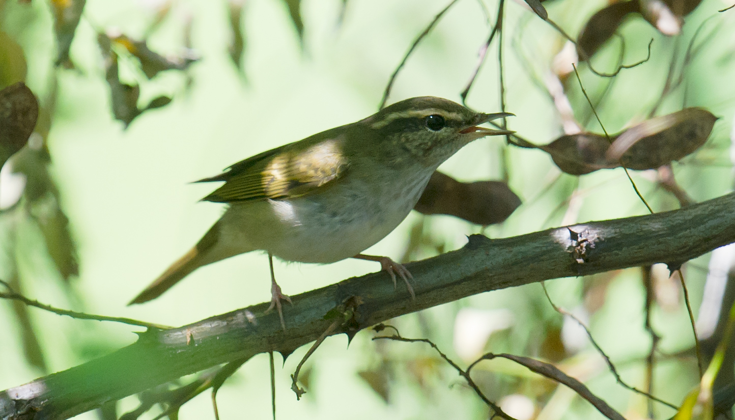 Separating Pale-legged & Sakhalin Leaf Warbler on Call - Shanghai ...