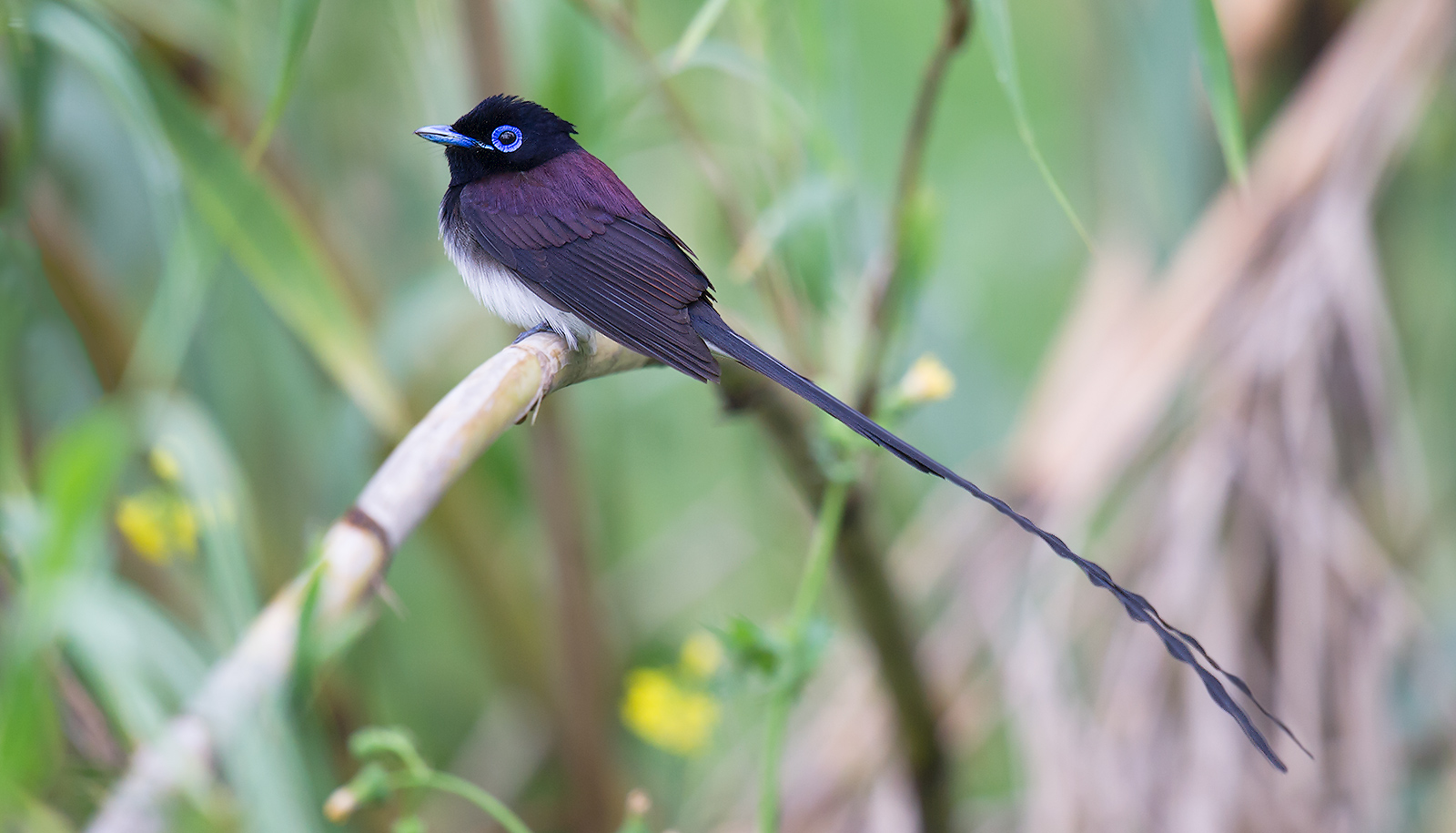 Wings Of Hope How The Japanese Paradise Flycatcher Symbolizes Renewal Video