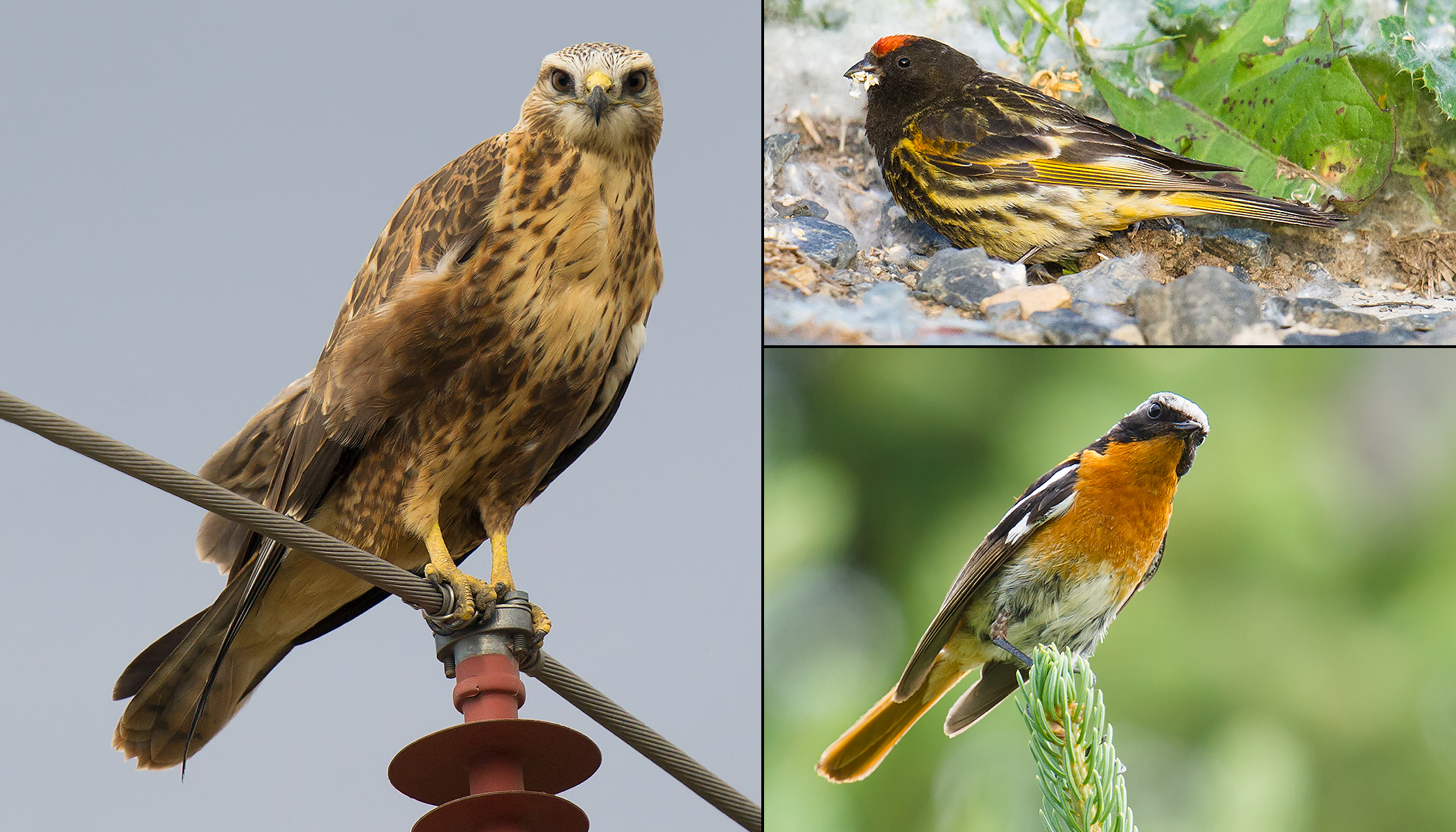 Photo Gallery of the Birds of Xinjiang - Shanghai Birding 上海观鸟