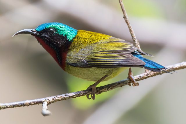 Fork-tailed Sunbird ID & Photos - Shanghai Birding 上海观鸟