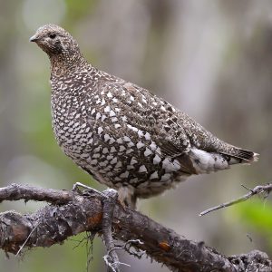 Sikhote-Alin: A Place Unparalleled for Experiencing the Birds of East ...