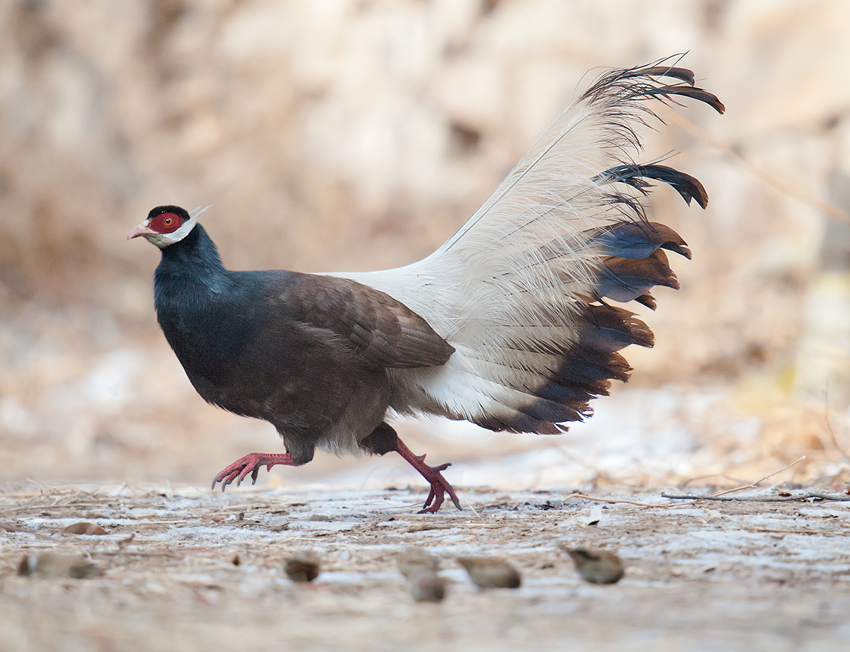 Brown Eared Pheasant At Xuanzhong Temple Shanxi Shanghai Birding 上海观鸟