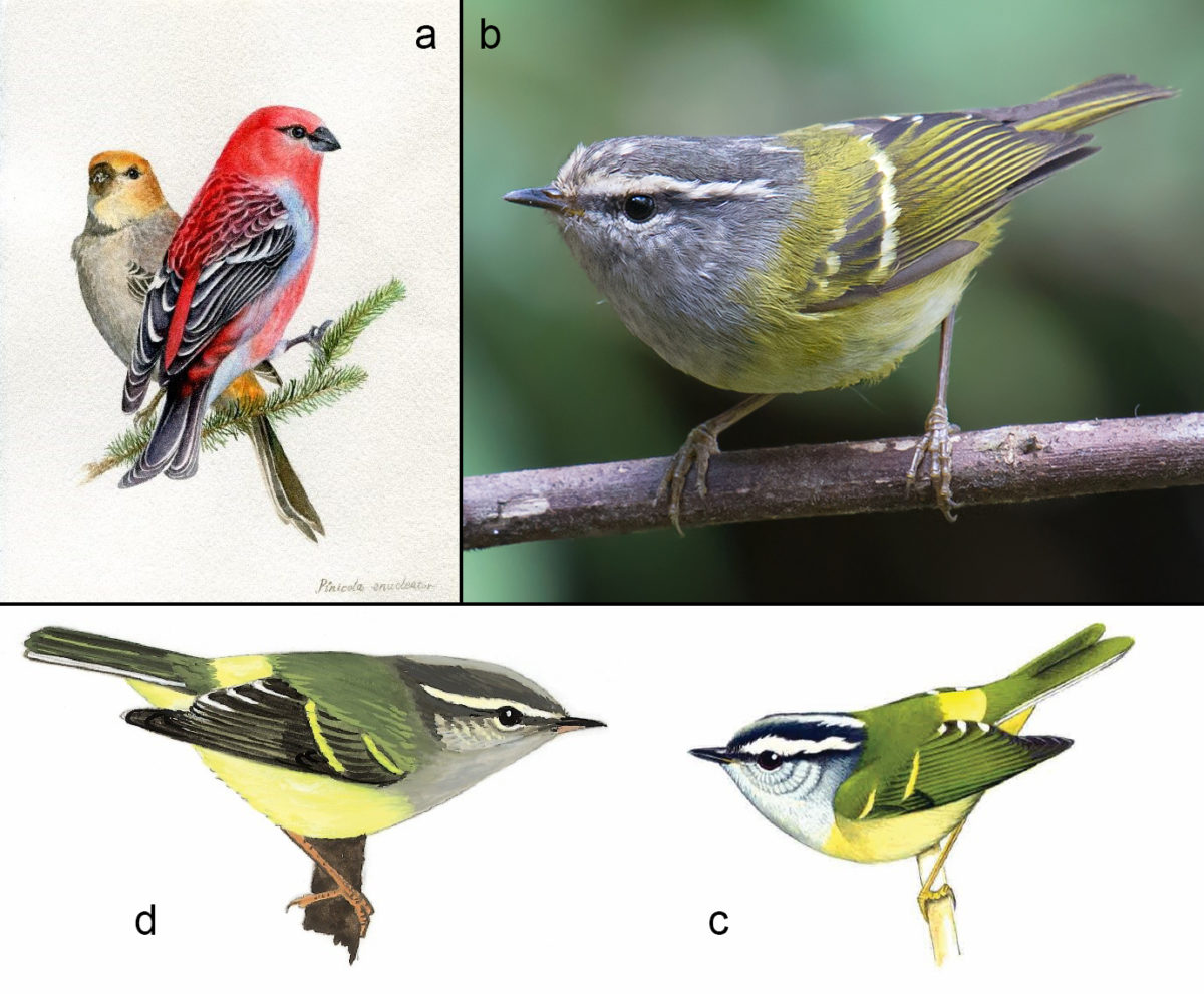 A Field Guide to the Birds of China | Shanghai Birding 上海观鸟