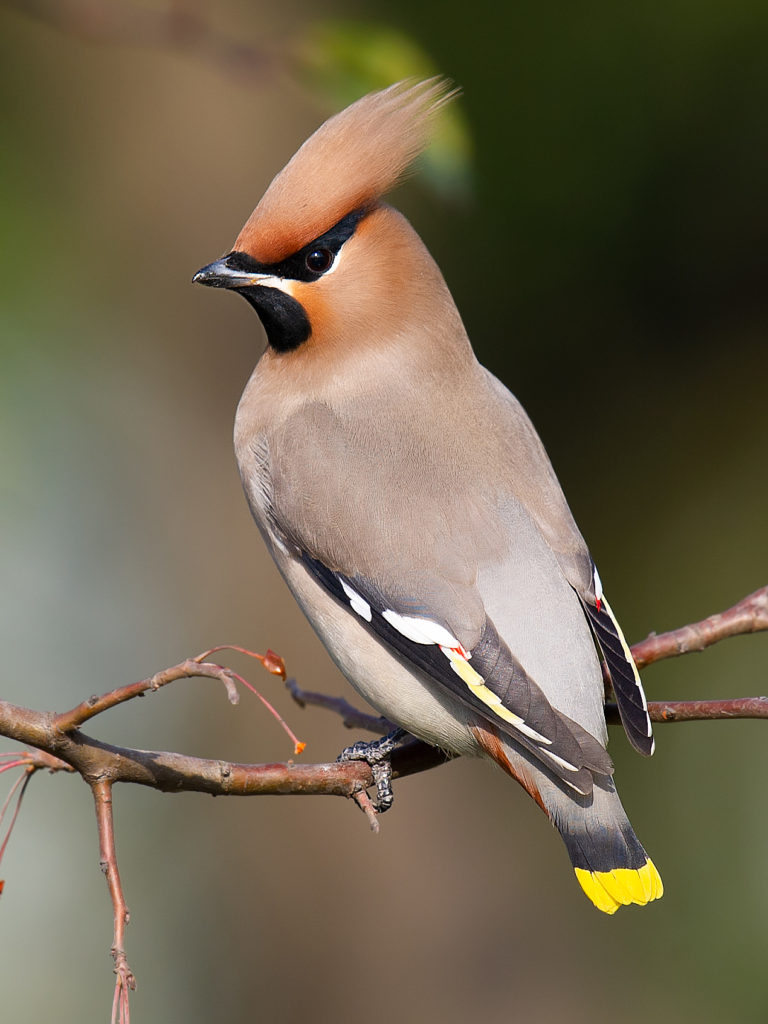 The Waxwings of Shanghai - Shanghai Birding 上海观鸟