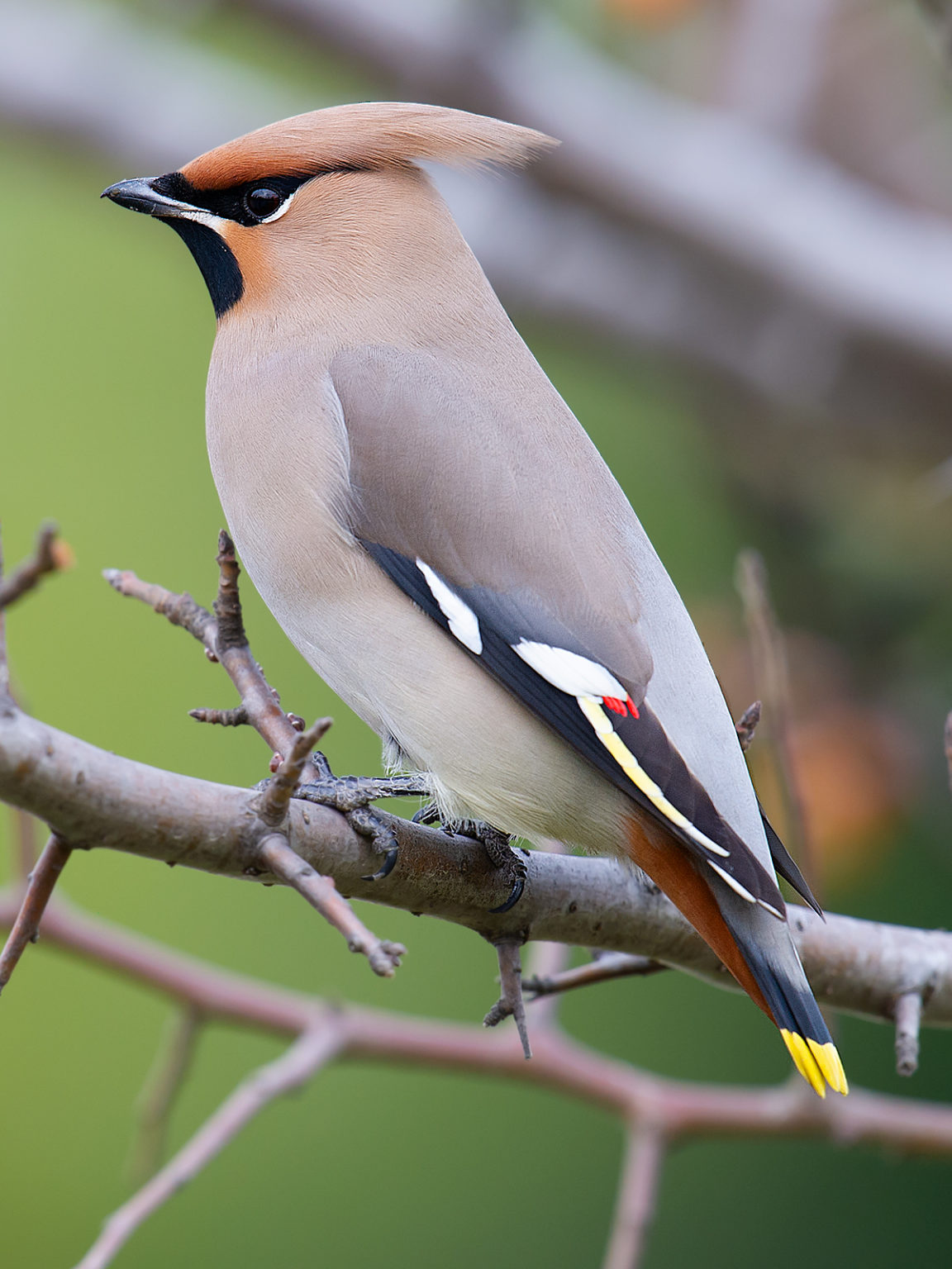 The Waxwings of Shanghai - Shanghai Birding 上海观鸟