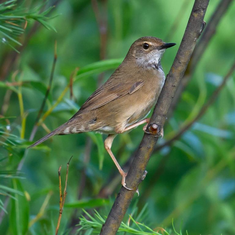 Spotted Bush Warbler ID and Photos | Shanghai Birding 上海观鸟