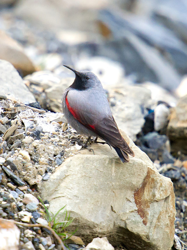 Wallcreeper in China - Shanghai Birding 上海观鸟