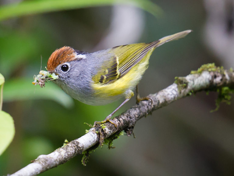 Chestnut-crowned Warbler - Shanghai Birding 上海观鸟