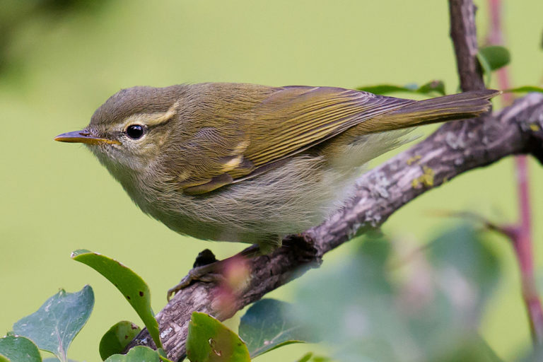 Greenish Warbler Identification - Shanghai Birding 上海观鸟