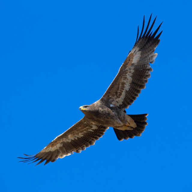 Steppe Eagle - Shanghai Birding 上海观鸟