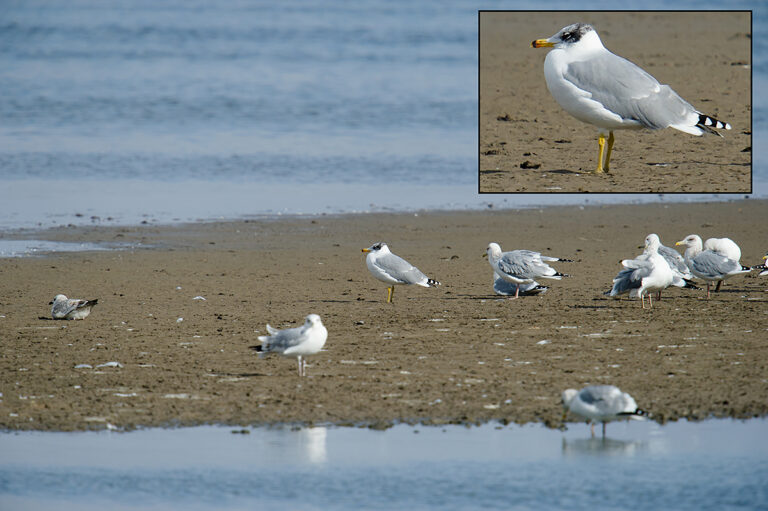 Pallas's Gull in China - Shanghai Birding 上海观鸟