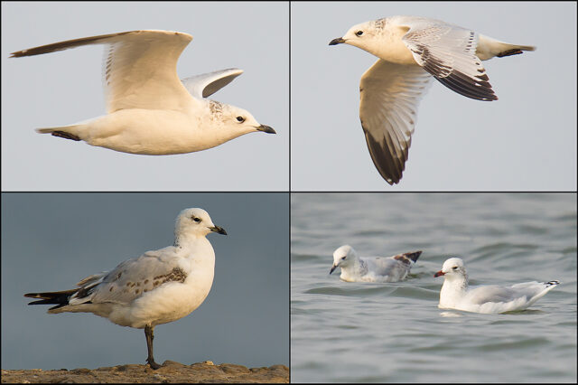 Relict Gull Photos - Shanghai Birding 上海观鸟