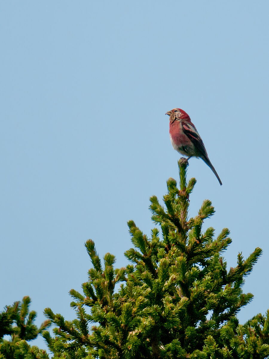 Three-banded Rosefinch Identification - Shanghai Birding 上海观鸟