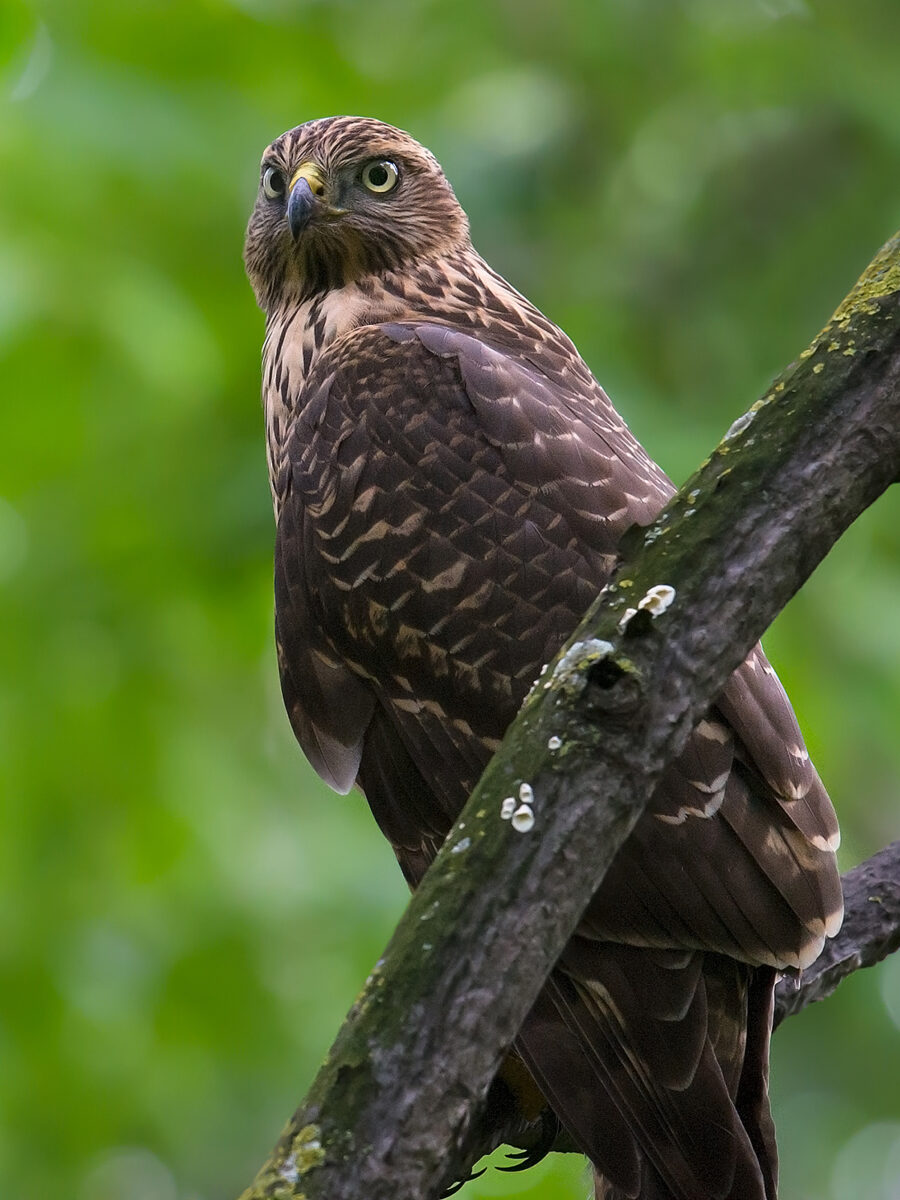 Eastern Buzzard - Shanghai Birding 上海观鸟