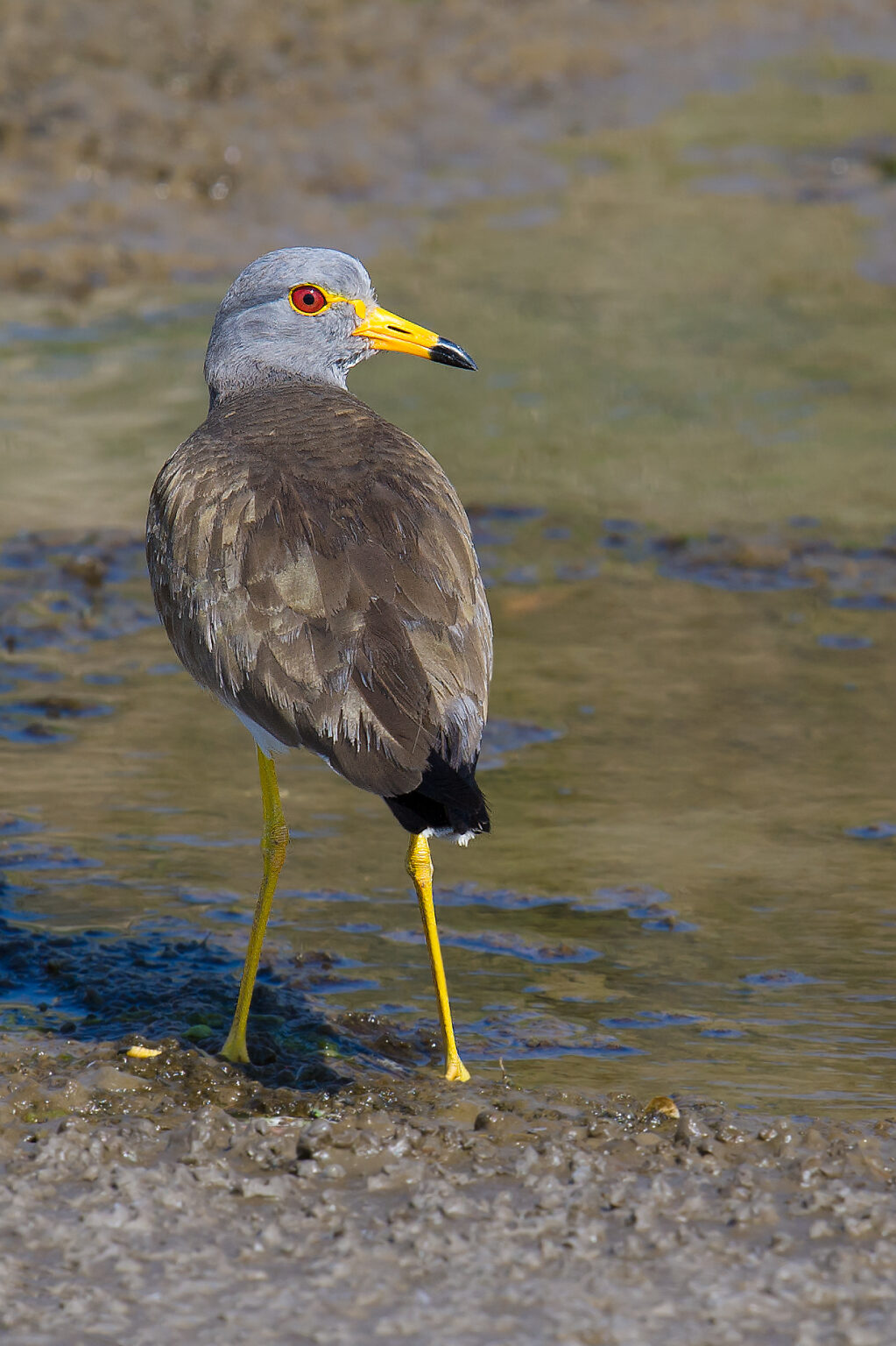 Grey-headed Lapwing - Shanghai Birding 上海观鸟