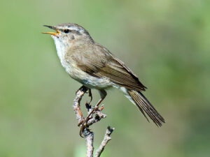 Smoky Warbler - Shanghai Birding 上海观鸟