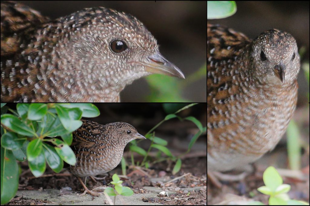 Swinhoe's Rail in Shanghai - Shanghai Birding 上海观鸟