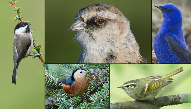 Birding the Tibetan Plateau in Sichuan, I Bagged 180 Species in 10 Days ...