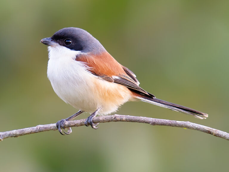 Burmese Shrike - Shanghai Birding 上海观鸟