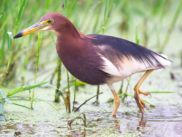 Chinese Pond Heron Photos - Shanghai Birding 上海观鸟