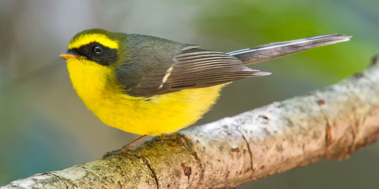 Yellow-bellied Fantail - Shanghai Birding 上海观鸟