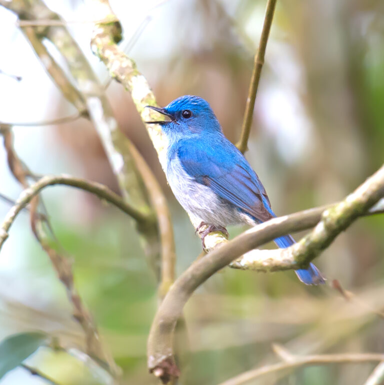 Pale Blue Flycatcher - Shanghai Birding 上海观鸟