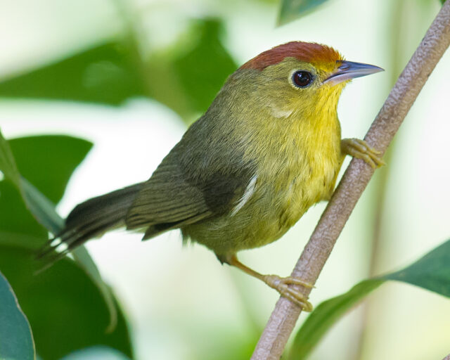 Rufous-capped Babbler Photos - Shanghai Birding 上海观鸟