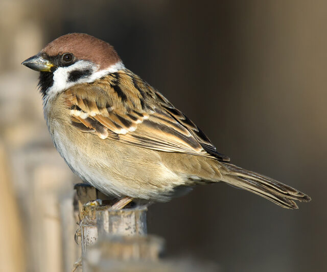 Eurasian Tree Sparrow in China - Shanghai Birding 上海观鸟