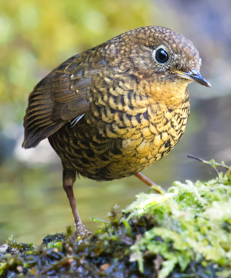 Pygmy Cupwing ID and Photos - Shanghai Birding 上海观鸟