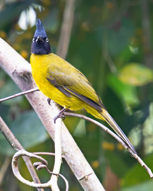 Black-crested Bulbul Identification - Shanghai Birding 上海观鸟