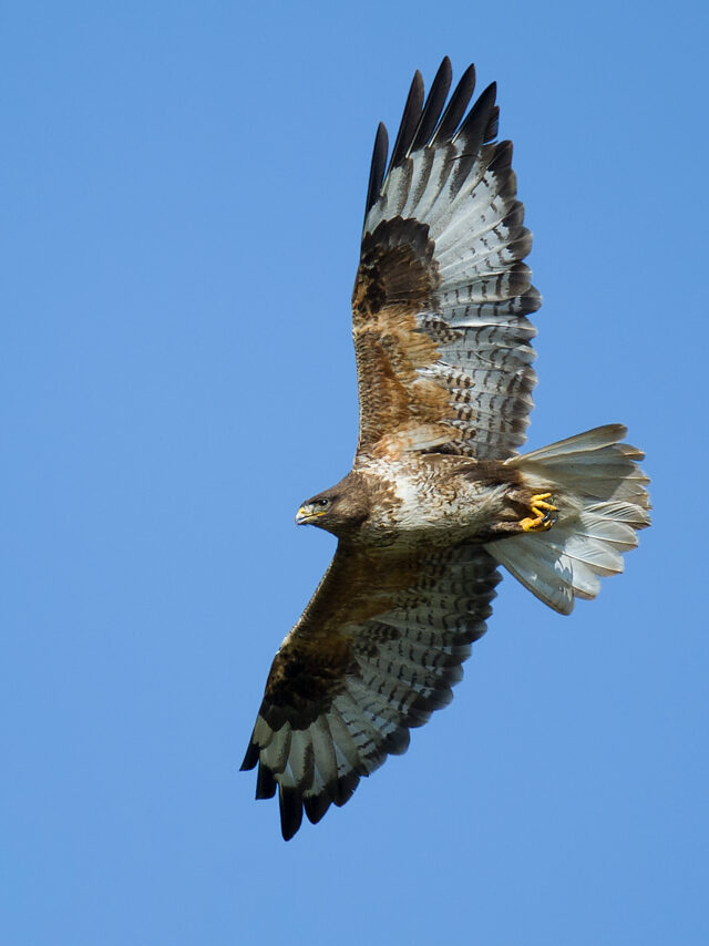 Upland Buzzard Photos from China - Shanghai Birding 上海观鸟