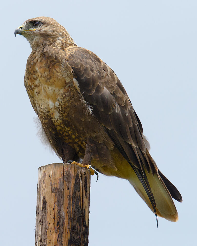 Upland Buzzard Photos From China - Shanghai Birding 上海观鸟