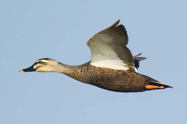 Eastern Spot-billed Duck Photos - Shanghai Birding 上海观鸟