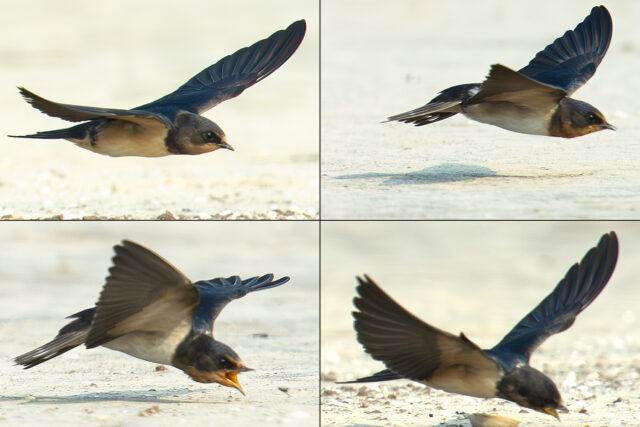 Barn Swallow in China - Shanghai Birding 上海观鸟