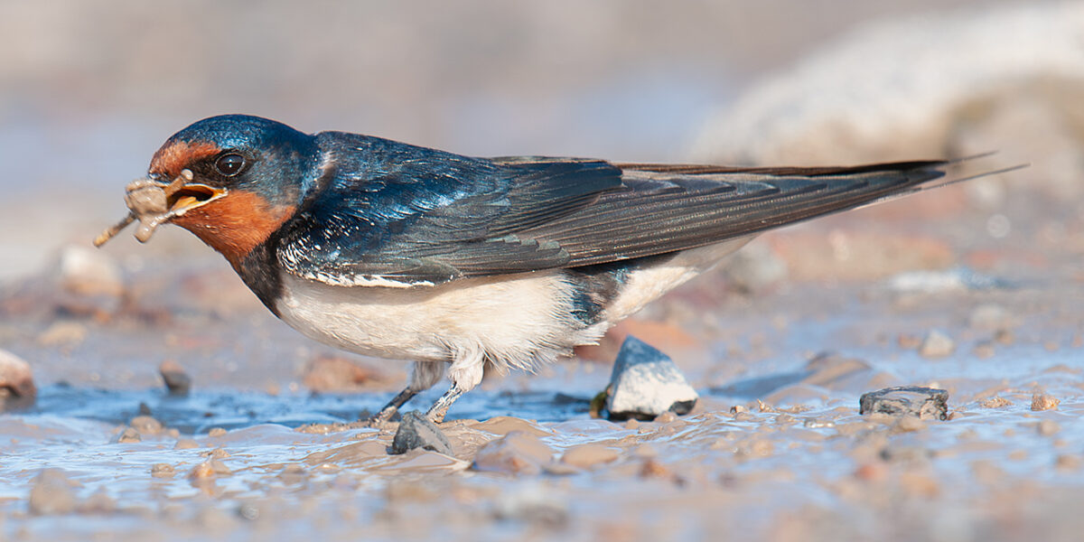 Barn Swallow in China - Shanghai Birding 上海观鸟