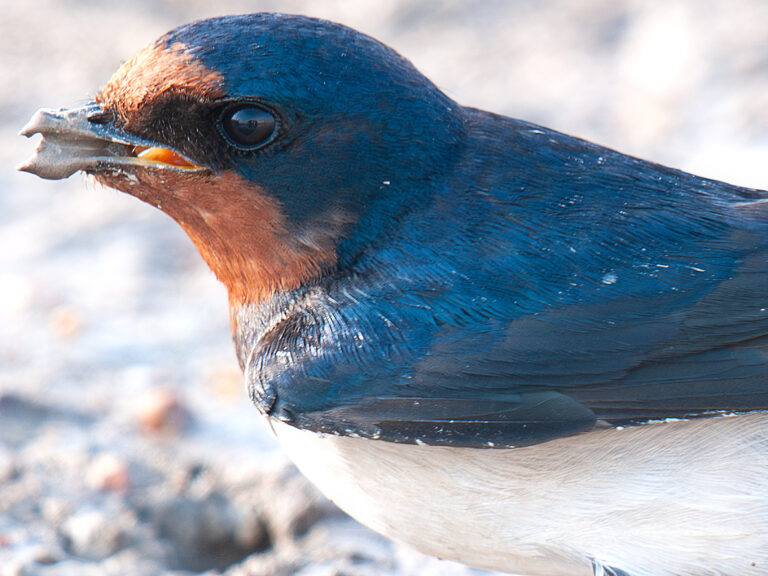 Barn Swallow in China - Shanghai Birding 上海观鸟