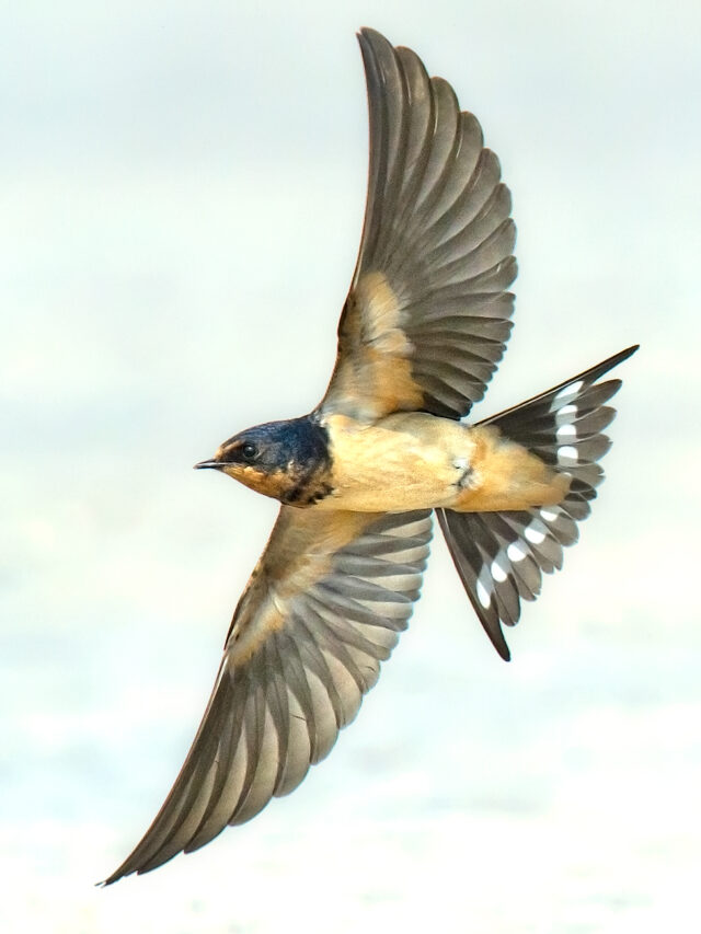 Barn Swallow in China - Shanghai Birding 上海观鸟