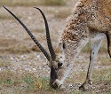 Tibetan Antelope