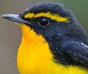 Narcissus Flycatcher